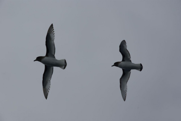 Antarctic petrels