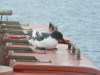 Southern Cape Pigeon hitching a ride