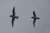 Antarctic petrels