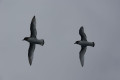 Antarctic petrels