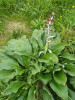 Pleurophyllum criniferum - stagshorn giant daisy