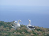 Royal albatrosses gamming