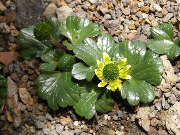Ranunculus pinguis
Kidney-leaved buttercup