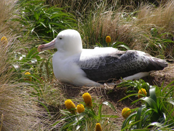 Royal Albatross
