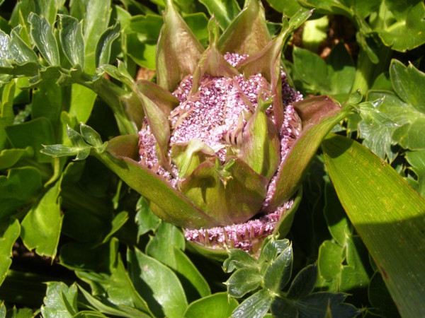 Anisotome latifolia bud