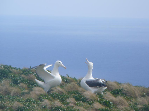 Royal albatrosses gamming