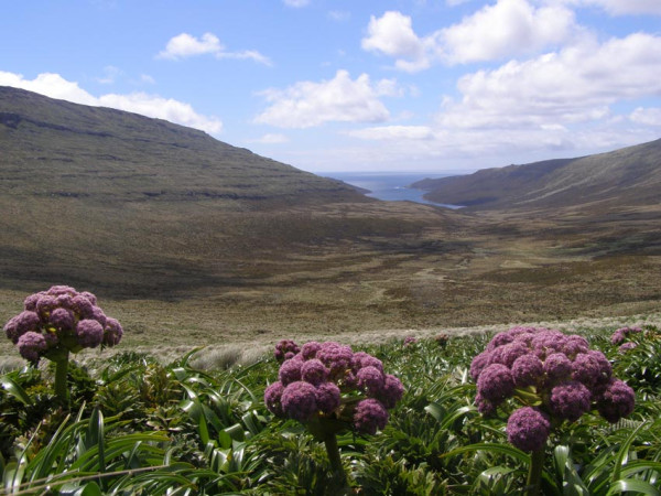 Anisotome latifolia
Looking down on Northeast harbour.