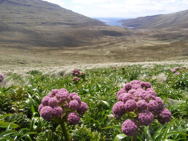 Anisotome latifolia
Looking down on Northeast harbour.