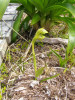 Orchid - Lyperanthus antarcticus