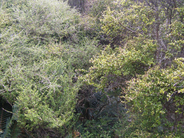 Coprosma sp
(C cilicata and C Cuneata?)