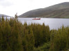 Dracophyllum scoparum or longifolium. Spirit of Enderby in the bay