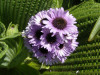 Pleuraphyllum
