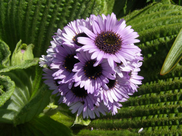 Pleuraphyllum
