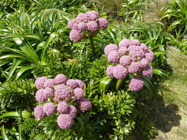 Anisotome latifolia