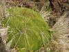 Phyllachne clavigera?