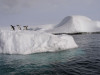 Islets and Adelie penguins