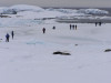 Weddell Seals