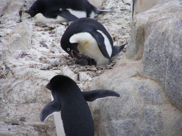 Adelie feeding chicks