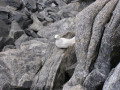 Snow Petrel