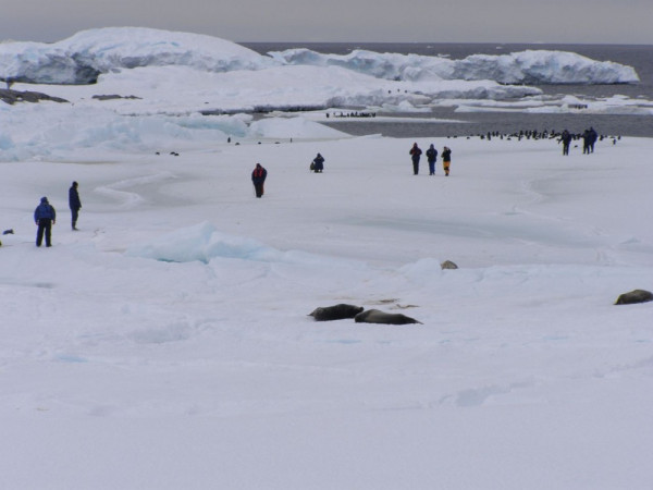 Weddell Seals