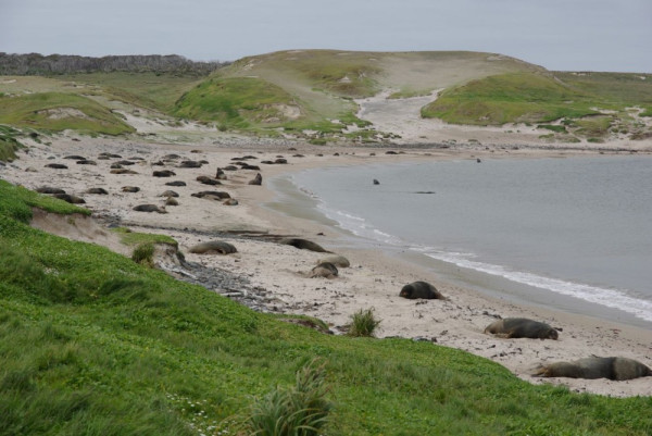 Hookers Sealions