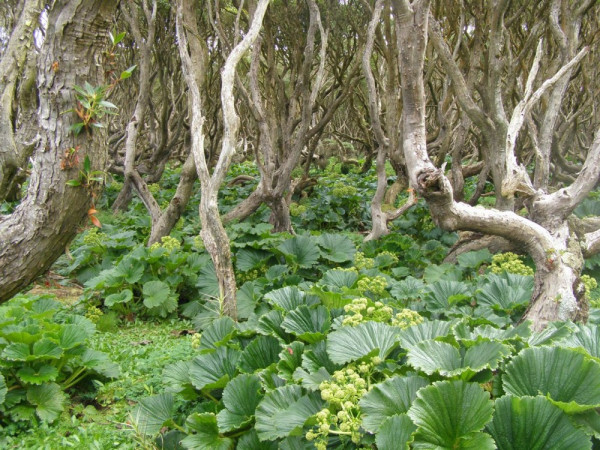 Southern rata forest and Stilbocarpa