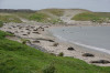 Hookers Sealions