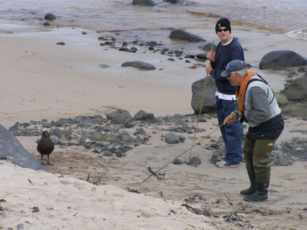 Magnus harassing the skua, lucky there was a doctor nearby