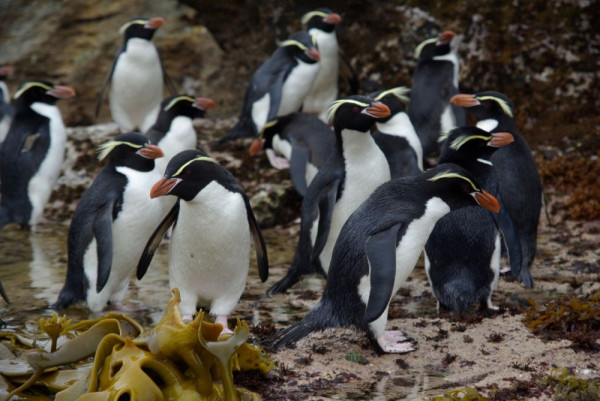 Snares crested penguins