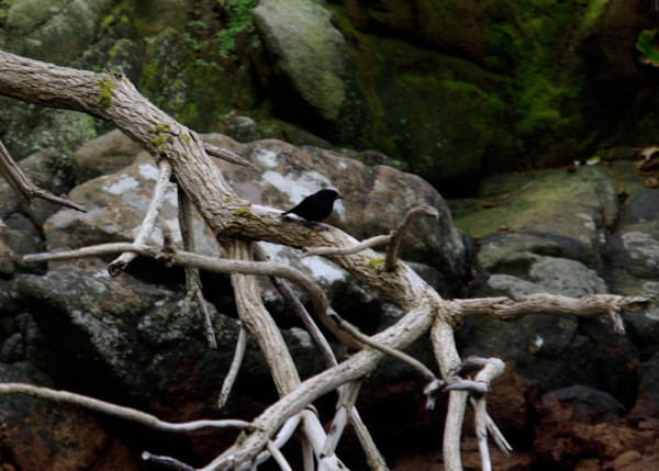 Snares Island Tomtit