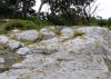Fernbird on a rock - hard to spot but it is there