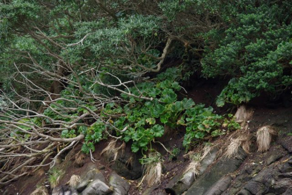 Stilbocarpa robusta and Hebe elliptica with Olearia lyallii