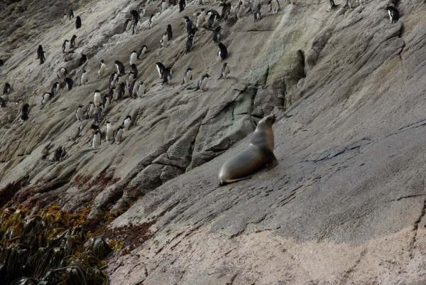 Hookers Sealion trying to climb up where only penguins fear to tread
(Thanks Liz)