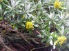 Brachyglottis  stewartiae flowering