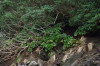 Stilbocarpa robusta and Hebe elliptica with Olearia lyallii
