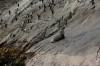 Hookers Sealion trying to climb up where only penguins fear to tread
(Thanks Liz)