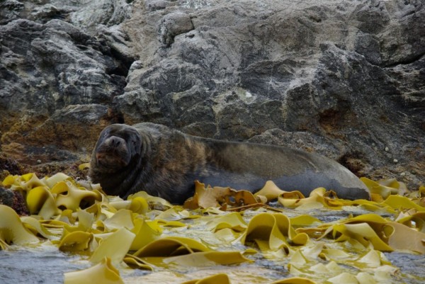 Sealion male