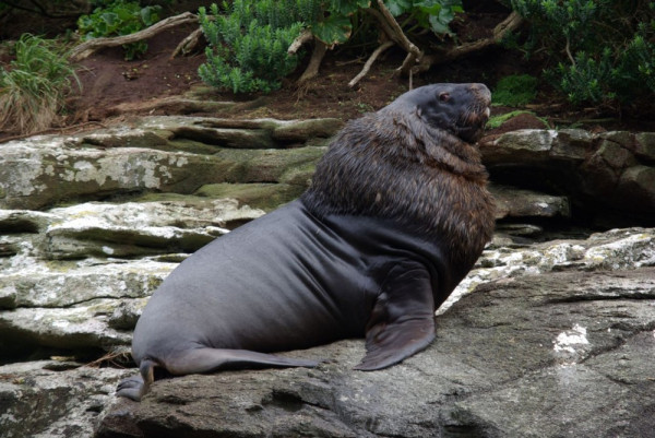Sealion watching us