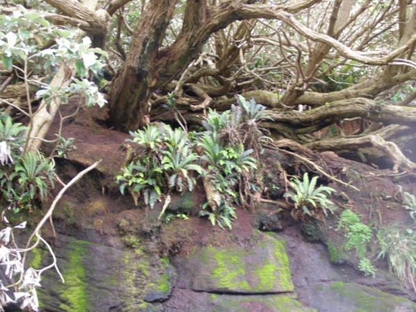 Ferns - Polystichum vestitum, Blechnum durum
