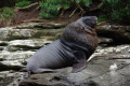 Sealion watching us