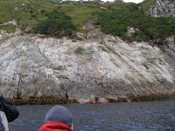 The slide - Snares crested penguins choose to nest up the top of this