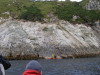 The slide - Snares crested penguins choose to nest up the top of this