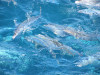 trevalli