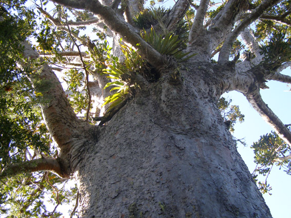 giant Kauri near the camp at Tutukaka