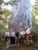 Giant Kauri