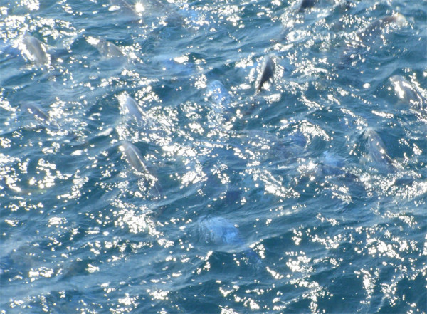 blue maomao and trevalli feeding
