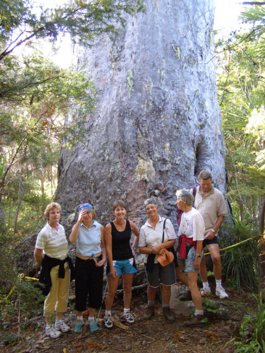 Giant Kauri