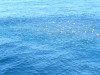 School of fish - blue maomao and trevalli