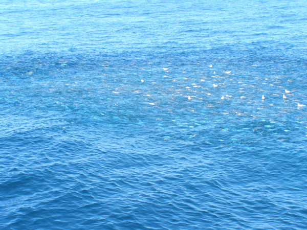 School of fish - blue maomao and trevalli