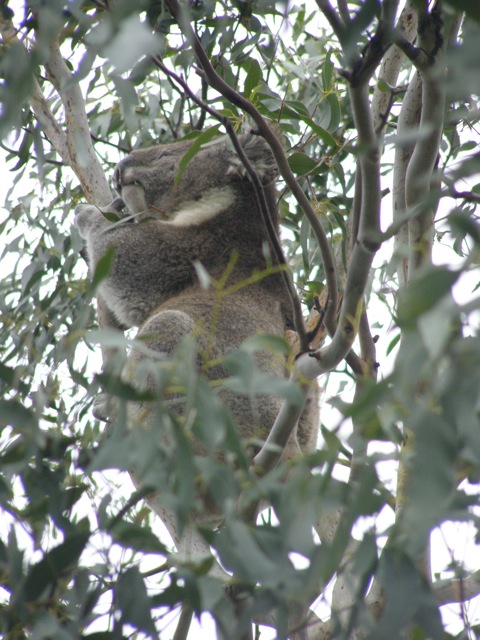 A big fat koala